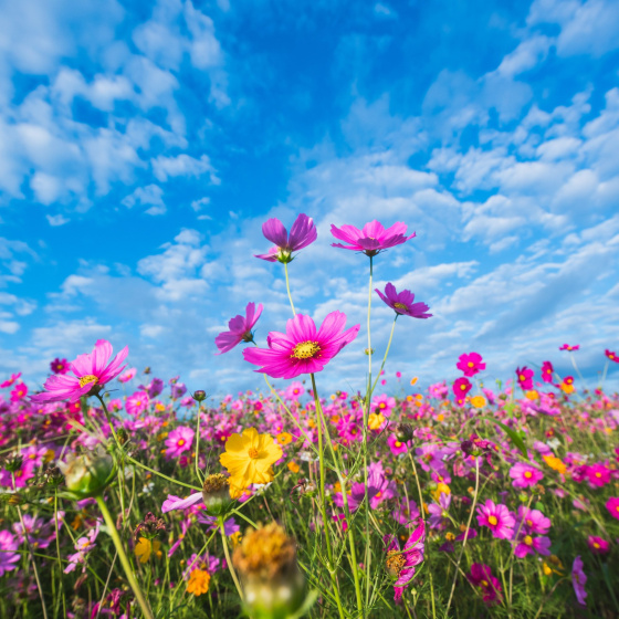 Бүген безне иң озын көн көтә