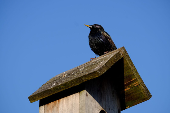 Кошлар кайта туган ягына!