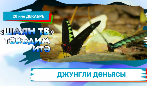 Джунгли серләрен ачабыз!