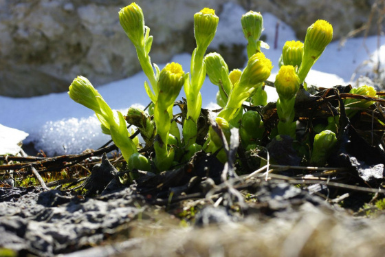 Нәүрүз котлы булсын! 