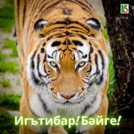 «Юлбарыс маҗаралары» комикслар бәйгесенә рәхим итегез!