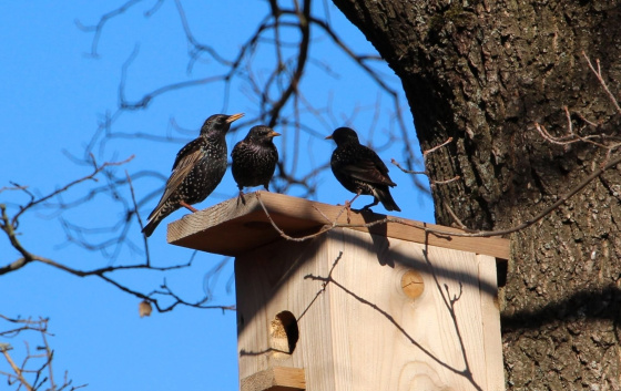 Кошлар кайта туган ягына