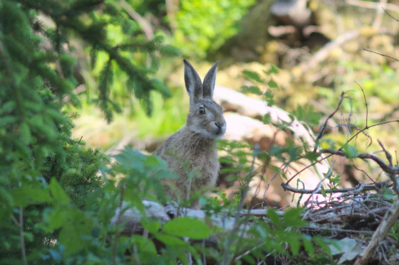 Әкият илендә: «Куянның ирене нигә ярык?»