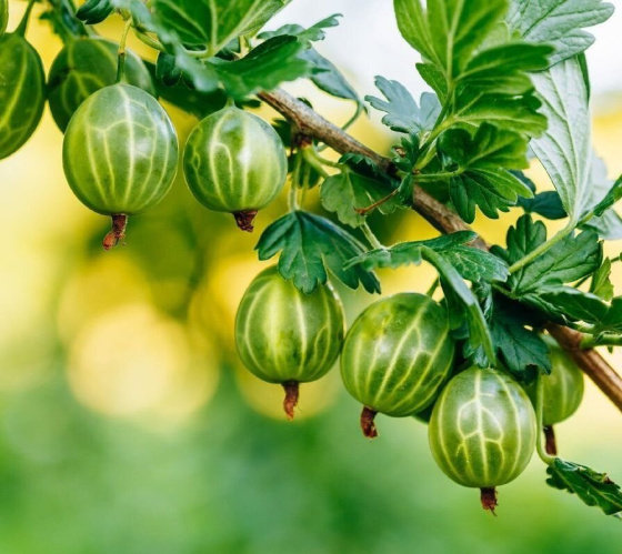 Крыжовник күрү сәләтен яхшырта