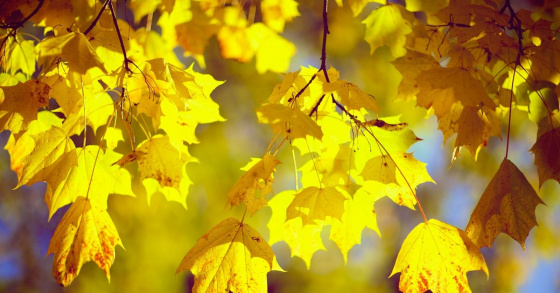 Табигатьнең сары мәле...