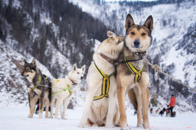 Даниядә этләр җигеп йөриләр...