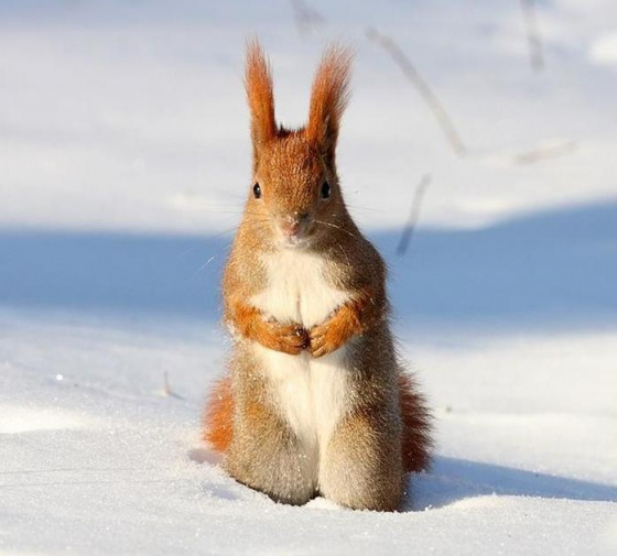 Февраль карга бай...