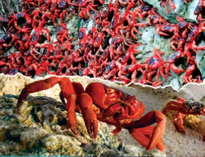 «ШАЯН ТВ» яңа фильм тәкъдим итә