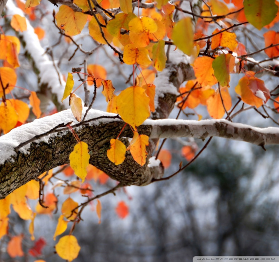 Ноябрь - бусагада кыш..
