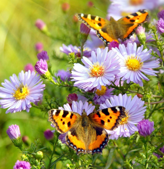 Иң рәхәт чак!