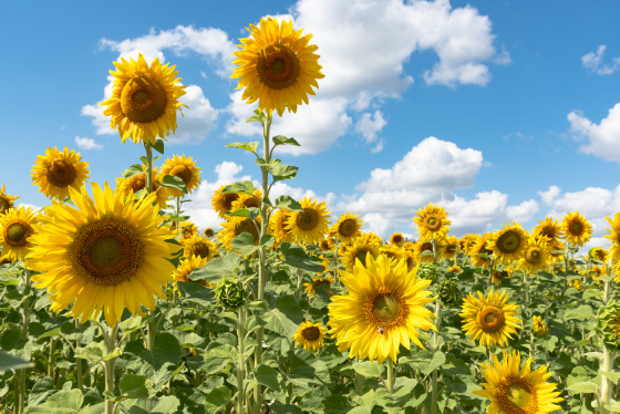 Җиһанда җәйнең төпчек кызы – август!