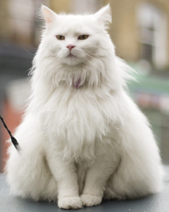 Өчпочмак мәче...