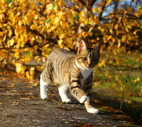 Әбиләр чуагының икенче дулкыны көтелә