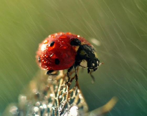 Җәйге яңгыр! 