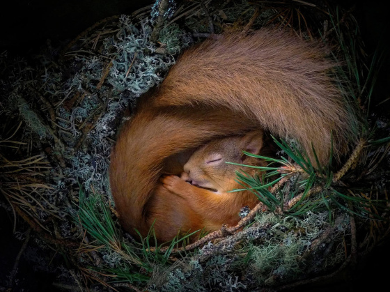 Нәрсә ничек кышлый?