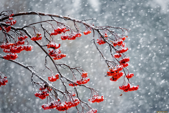 Кар яуганга күңел сөенә!