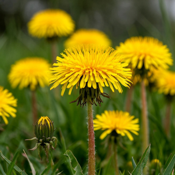 Тузганаклар турында без нәрсә беләбез