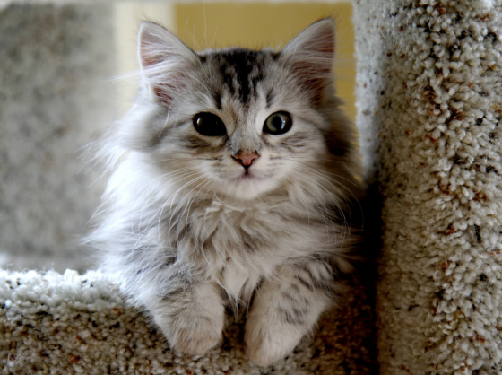 Песисез дөнья күңелсез!