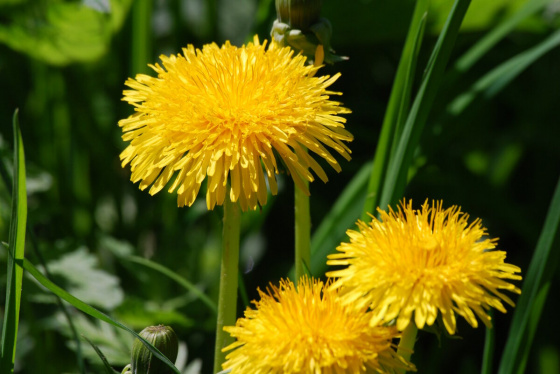 13 май - тузганаклар көне!