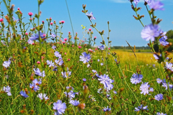 Июль дә җитте!