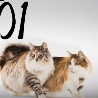 Песиләр турында яңа документаль фильм!