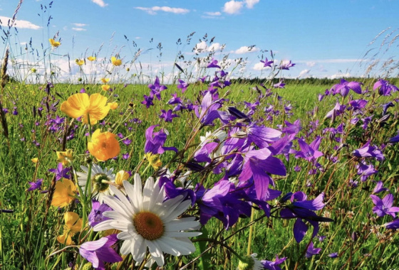 Питрау җитте - җәй үтте