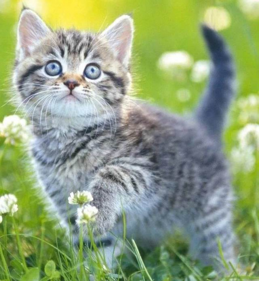 8 август - Бөтендөнья песиләр көне!