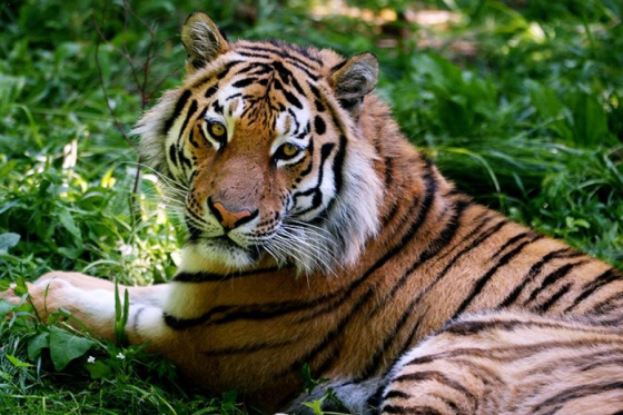 Төнлә юлбарыслар начар күрә