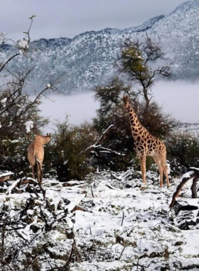 Африкада кар яуган