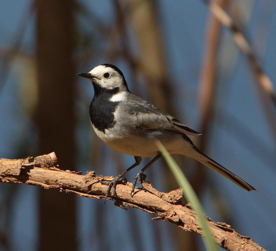 Шаккатыргыч хәбәр!