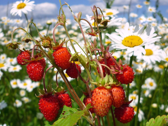 Июльгә кердек!