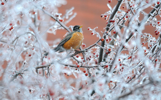 Кыш нинди булыр?