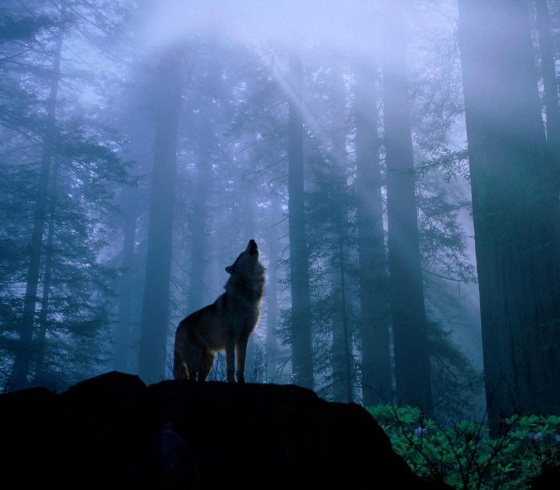 Ни өчен бүреләр улый?