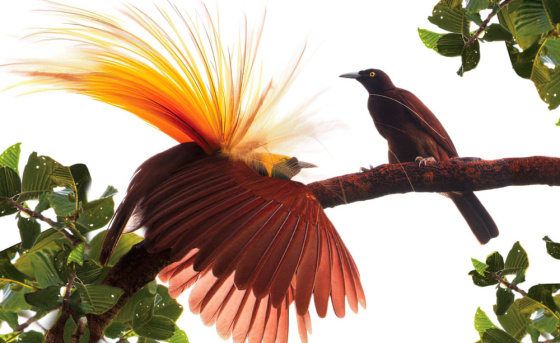 «ШАЯН ТВ» каналы ял көннәренә премьера әзерләде