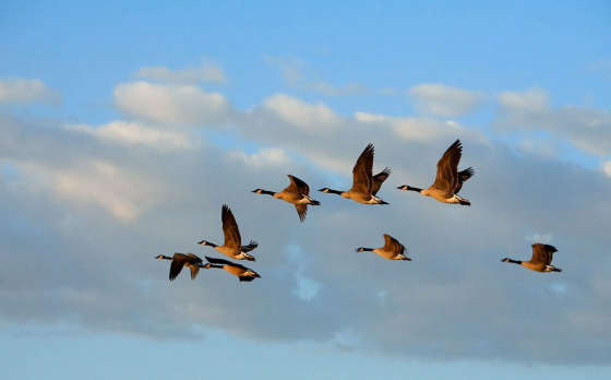 Кошлар кайда кышлыйлар?