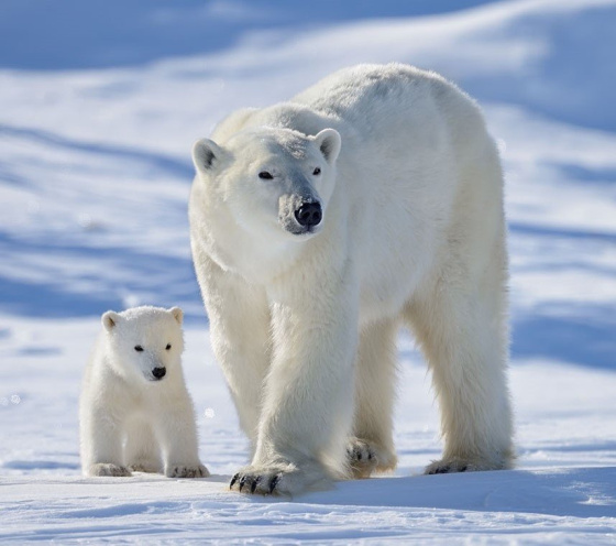 Ак аю чынлыкта кара төстә?